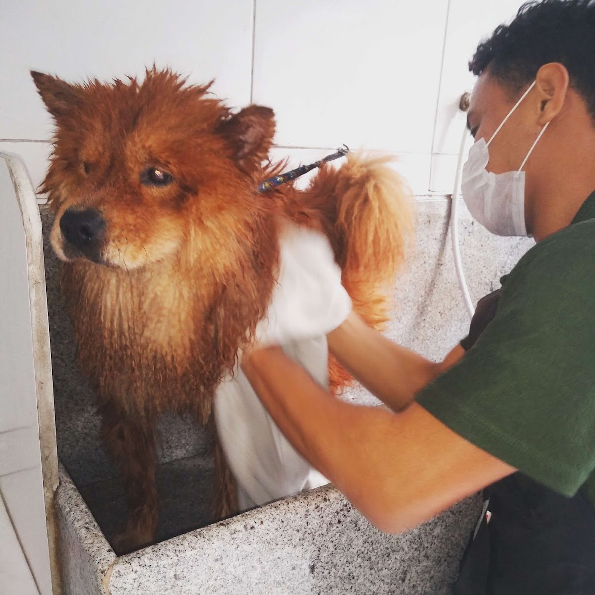 Gram Pet: Pet Shop, Rações, Acessórios para Animais, Banho e Tosa, Fortaleza CE
