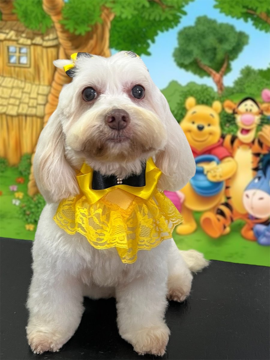 Banho e tosa mãos de fada