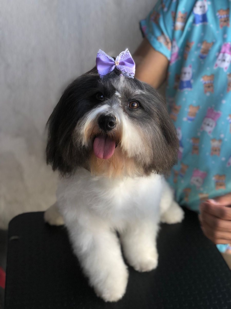 MEU PET EM CASA- Ancuri ITAITINGA/ Adestramento- Banho e tosa - Creche educativa - Em domicílio também 🏡