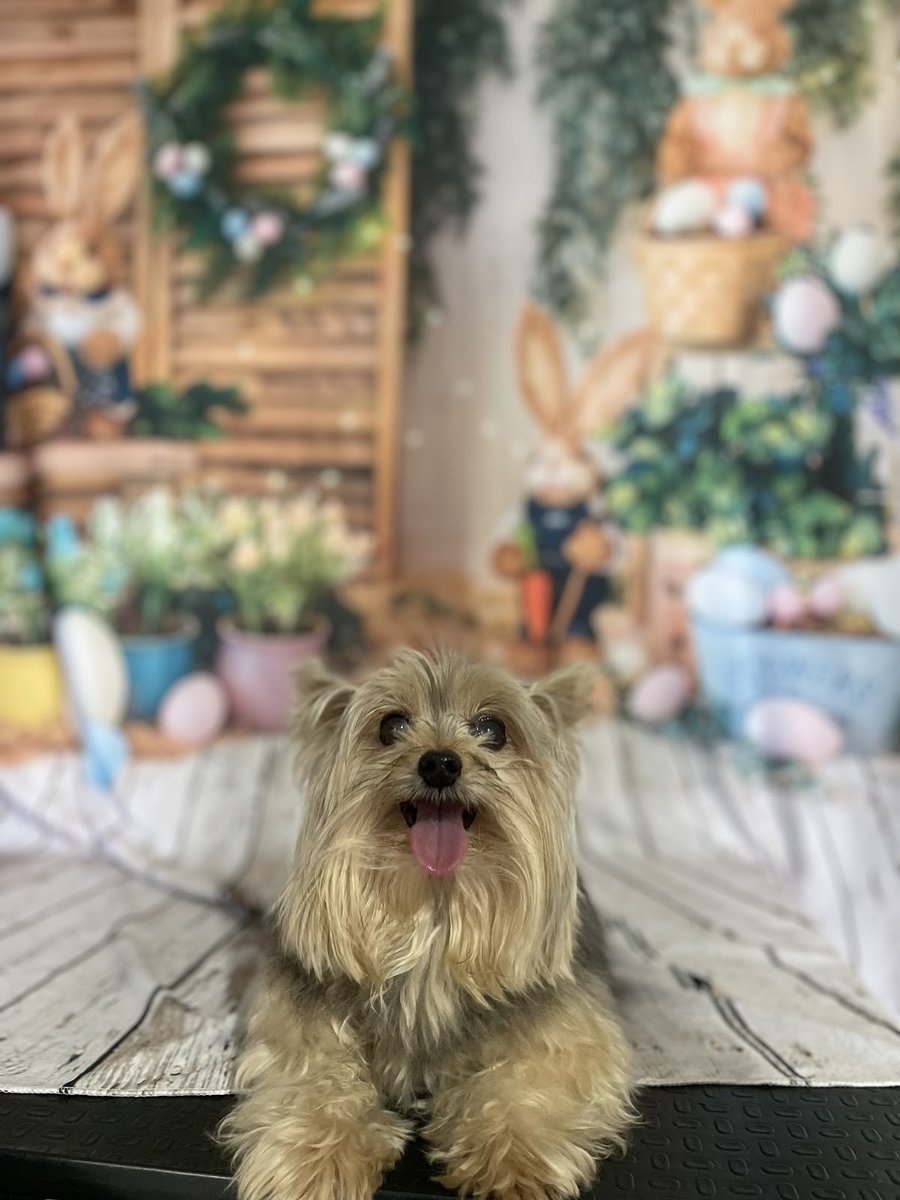 Miados e Latidos Pet Shop e Veterinário - Pet Shop em Belo Horizonte