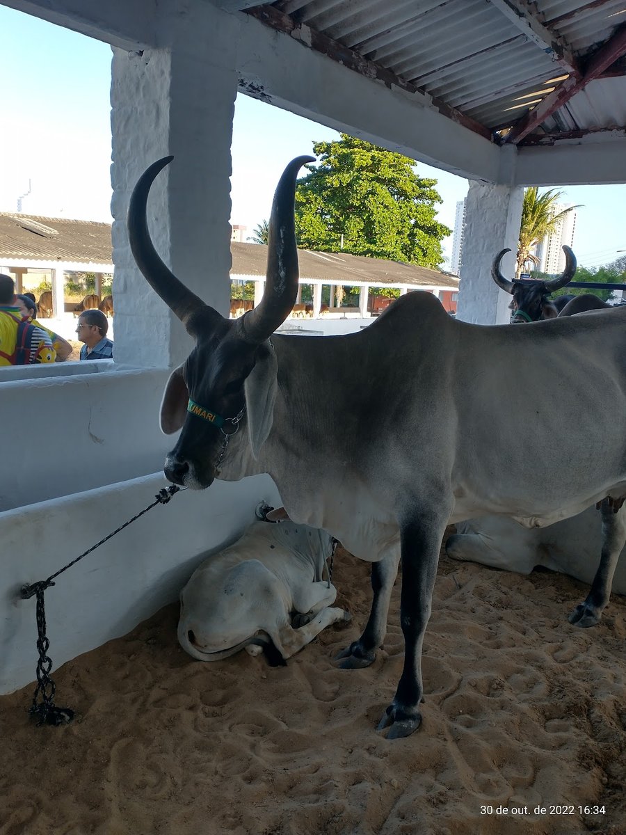 Parque de Exposições Governador César Cals