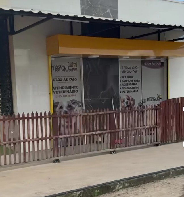 Pet Shop Mondubim | Banho e tosa no mondubim