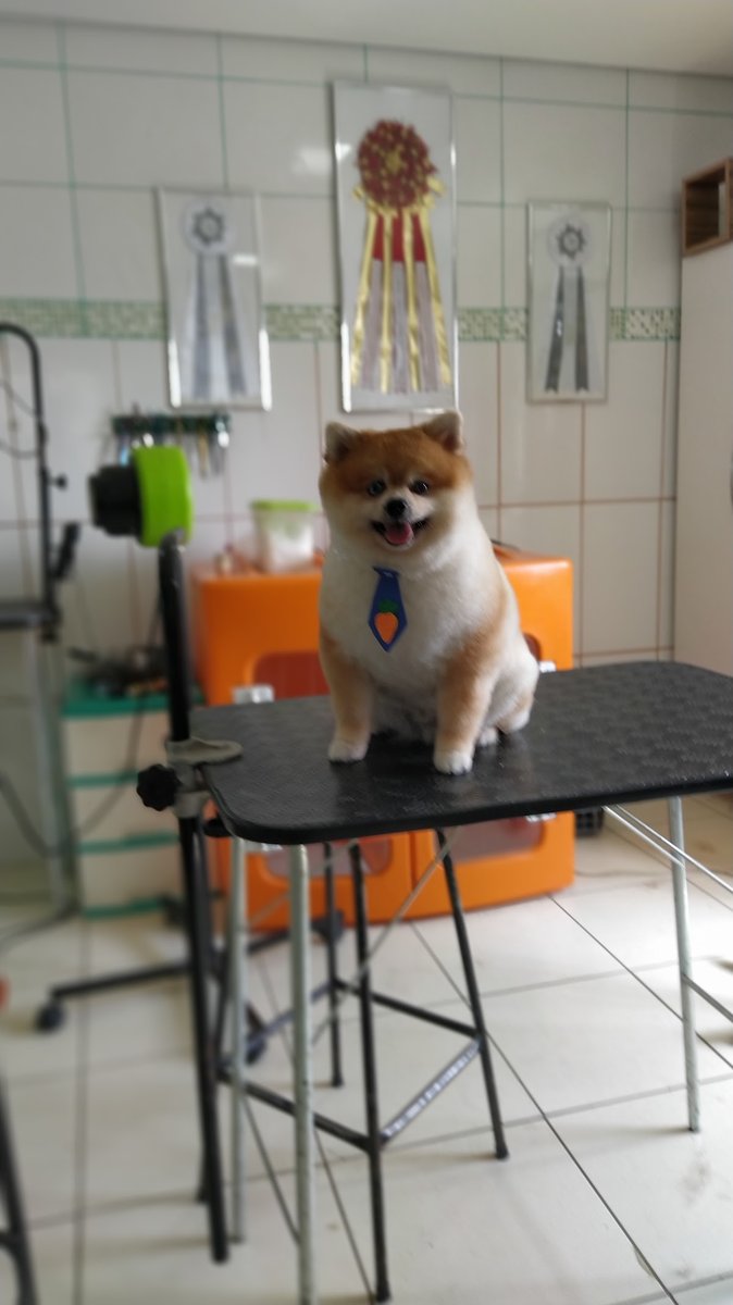 Escola de banho e tosa Arte viva - Pet Shop em Belo Horizonte