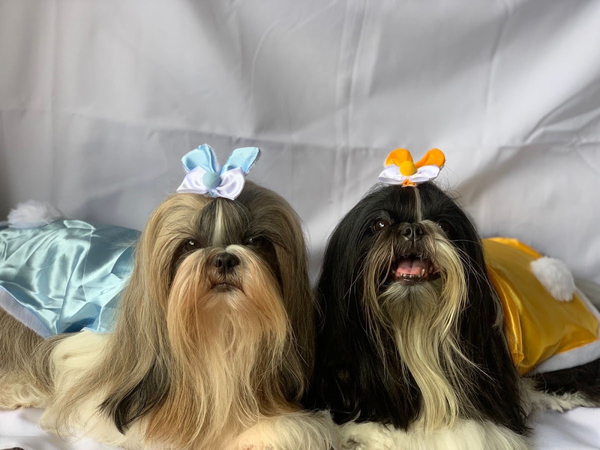 Dog shower - Banho e tosa em Manaus