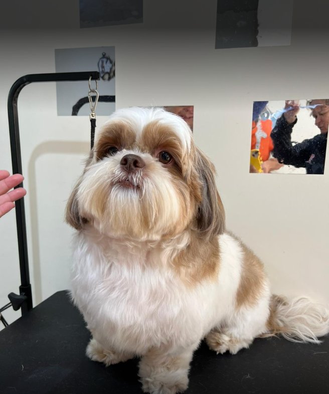 Gab Pet Sallon - Banho e Tosa | Hotel Para Cachorro Curitiba