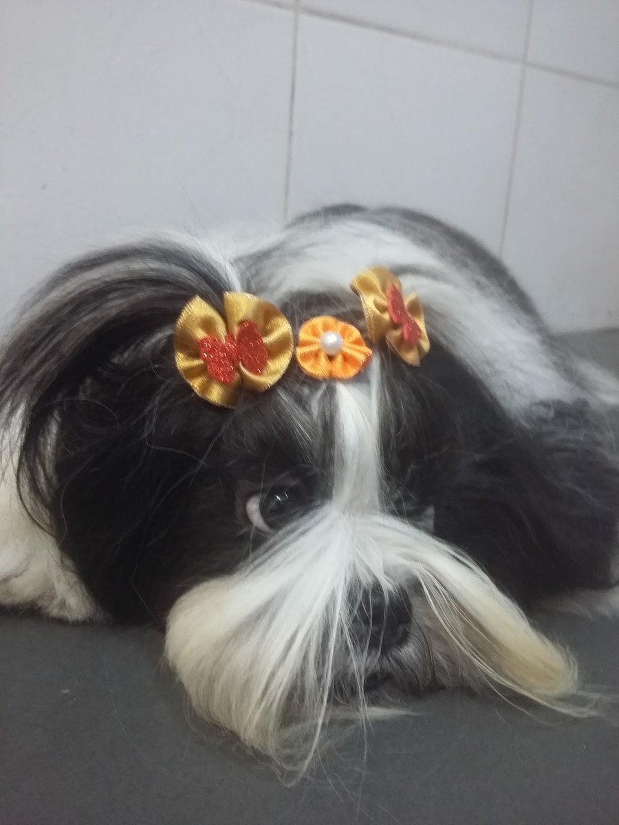 Pet Shop Lar e Cão