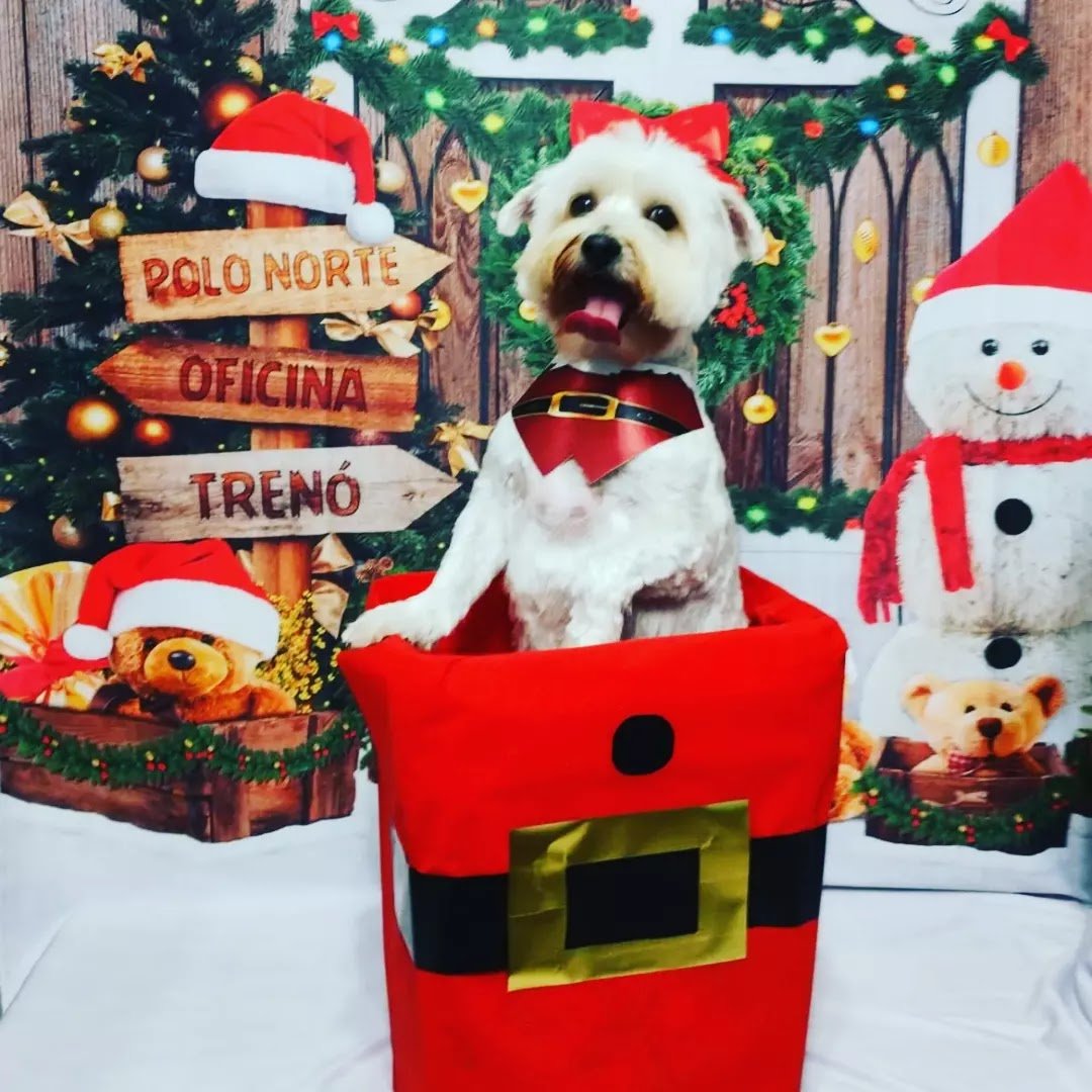 Banho e tosa OHANA -Estética Canina e Day care