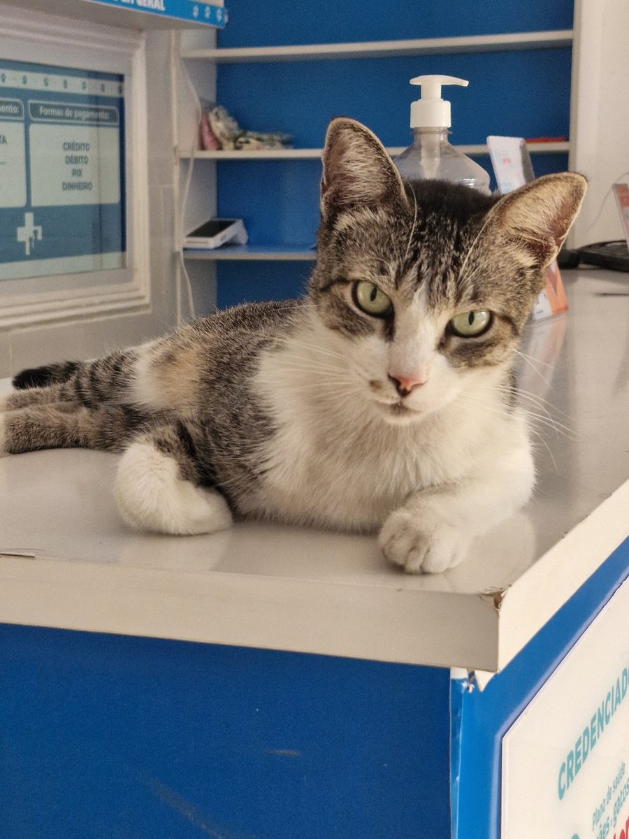 Doc Vet - Clínica Veterinária