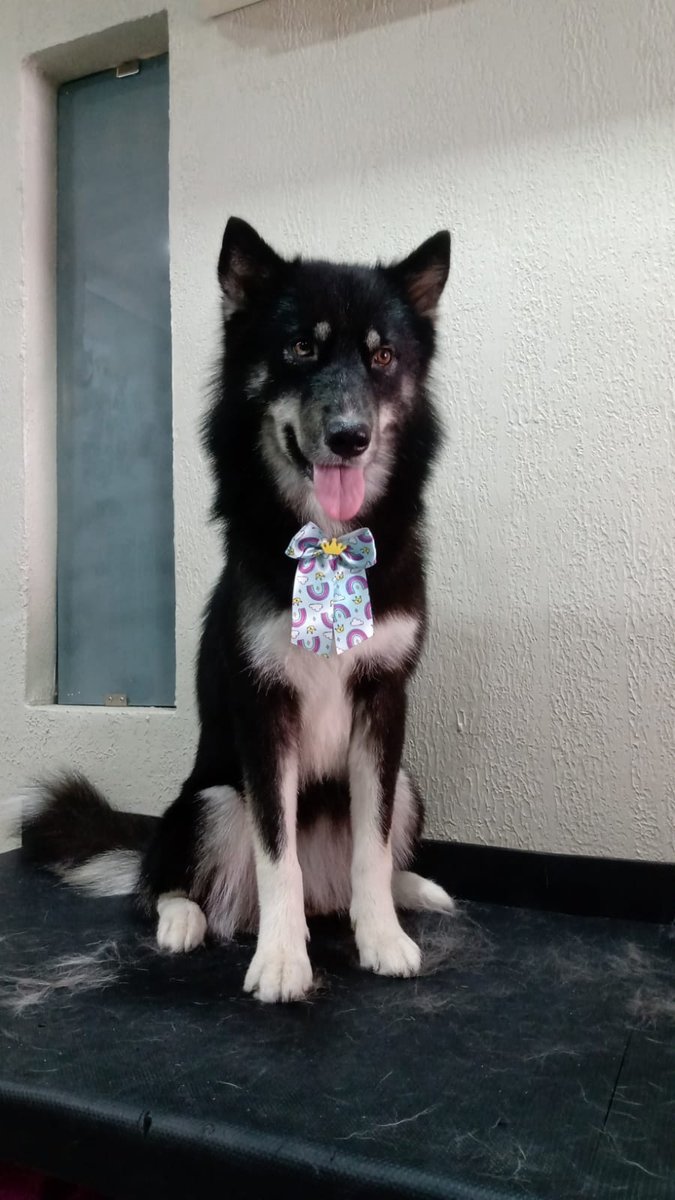 Bel Pets- Hotel, banho e tosa