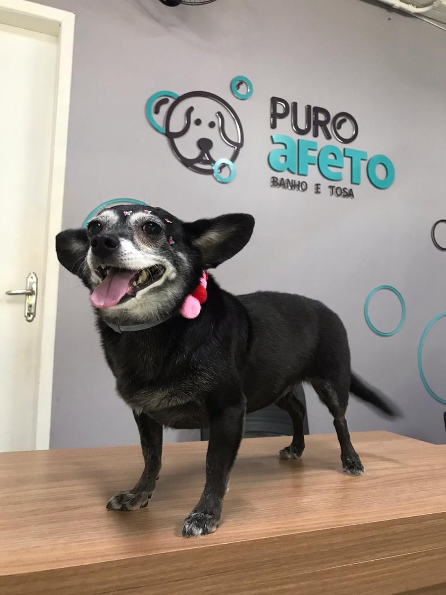 Puro Afeto Banho e Tosa Funcionários - Belo Horizonte