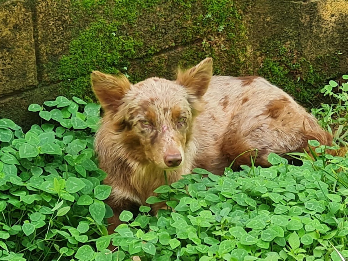 Arca de Noé Clínica Veterinária - Pet Shop em Manaus