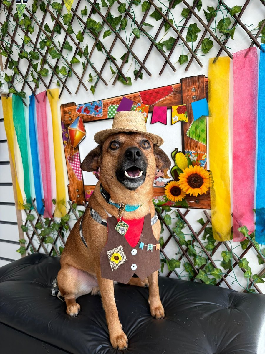 Pet Spa Saúde Animal Banho e Tosa | Torquato Tapajós | Tarumã | Allegro Mall