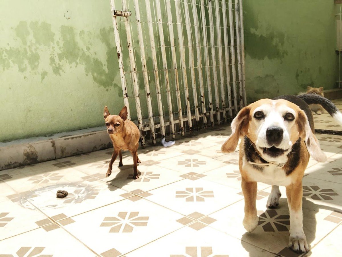 PET HOME BH - Belo Horizonte