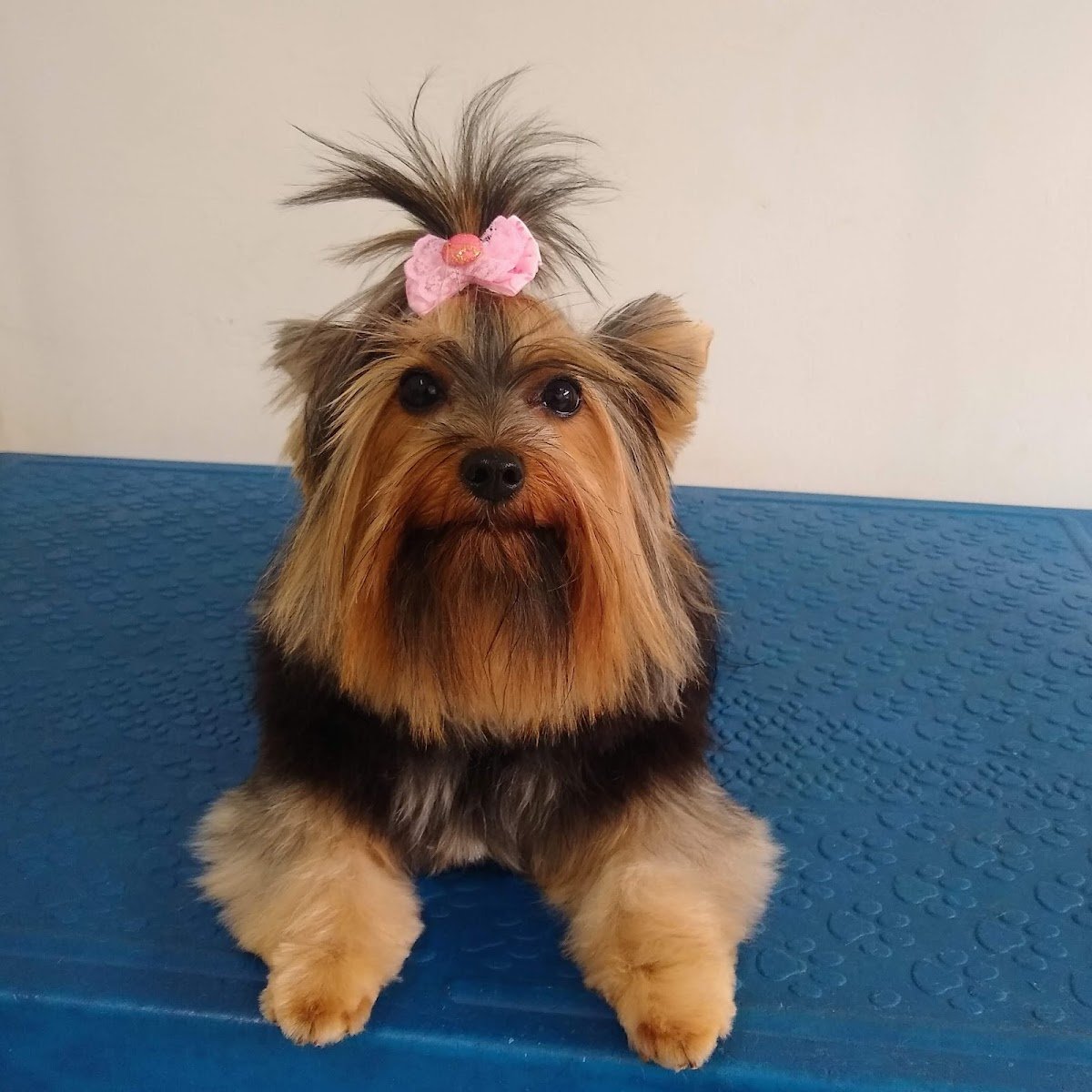 CLÍNICA VETERINÁRIA DR.VET PETS - Pet Shop em Manaus