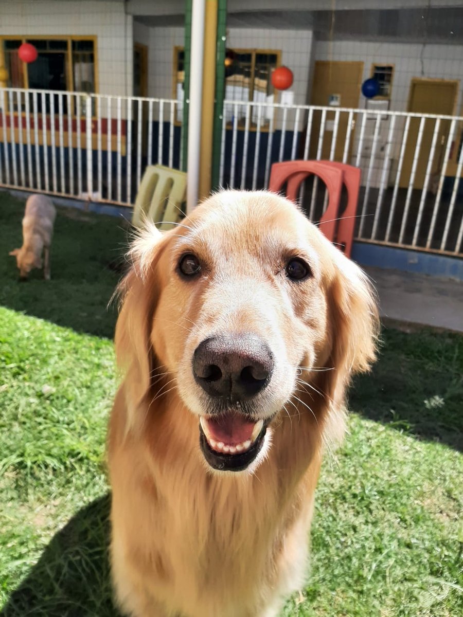 Pet Center Curitiba Pet Creche