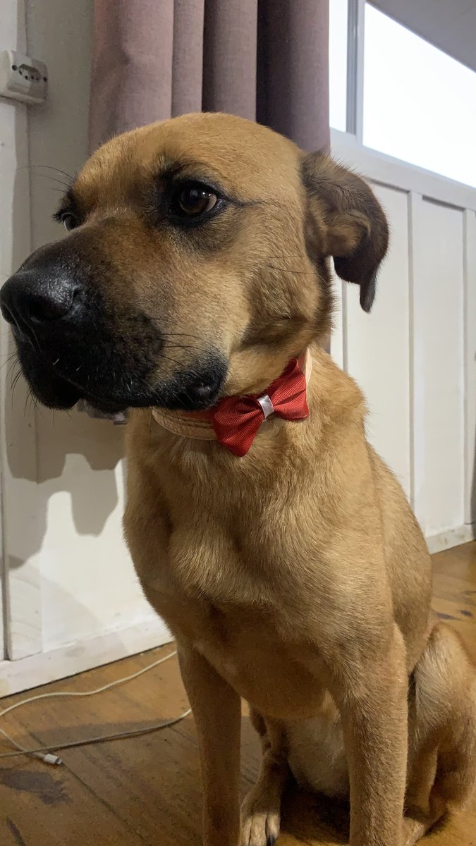 Seu Bichinho - Pet Shop | Banho e Tosa