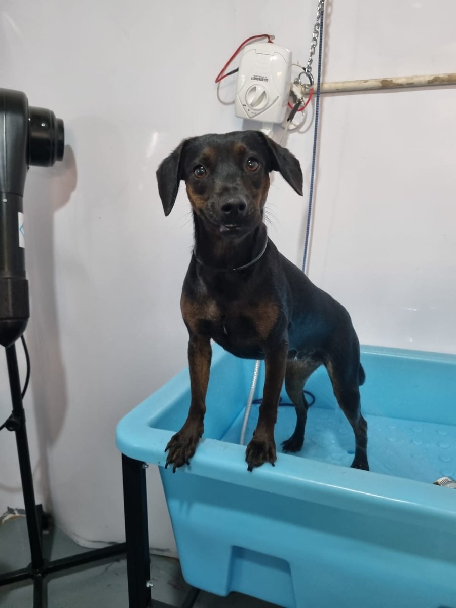 Cãoveniência - Pet Shop em Belo Horizonte