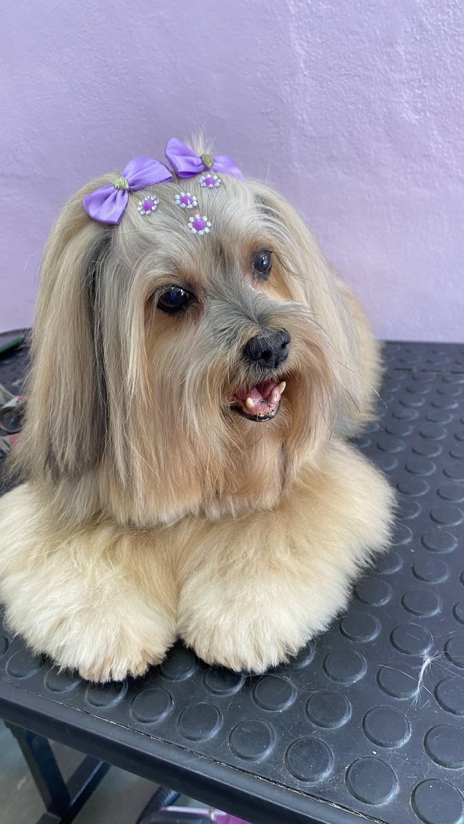 Ọkàn Luar Pet Spa – Banho, Tosa e Spa Animal em Belo Horizonte - Pet Shop em Belo Horizonte