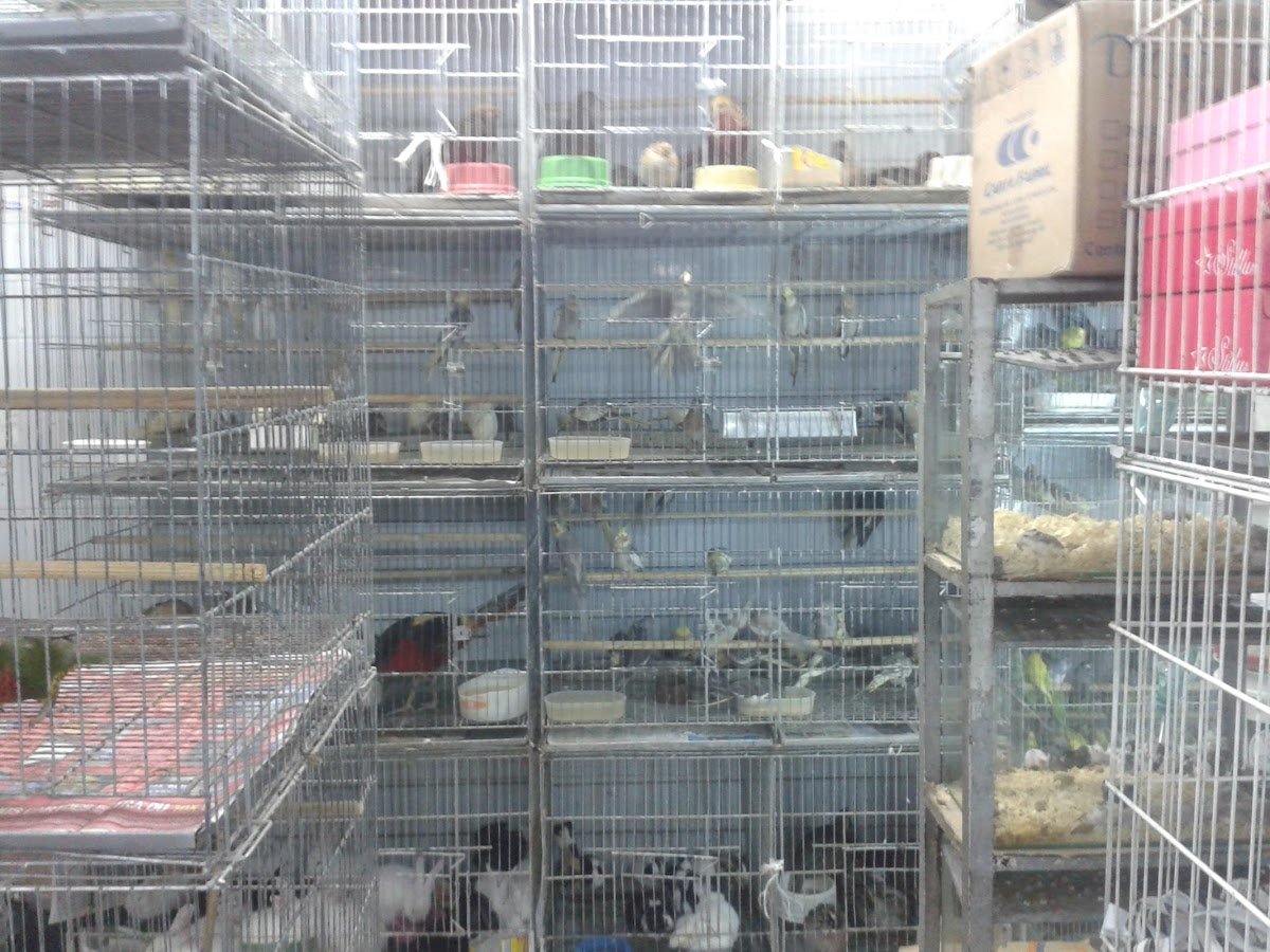 Loja de Pássaros São Judas Tadeu