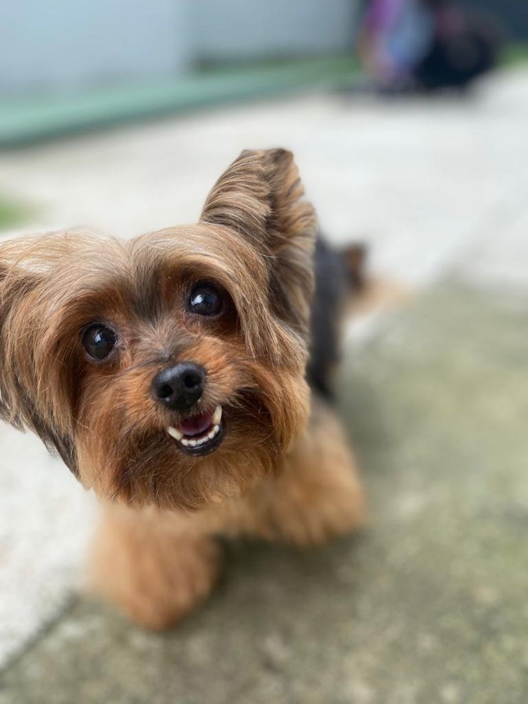 Loyal Friends: Creche, Hospedagem e Centro de Estética para Cães