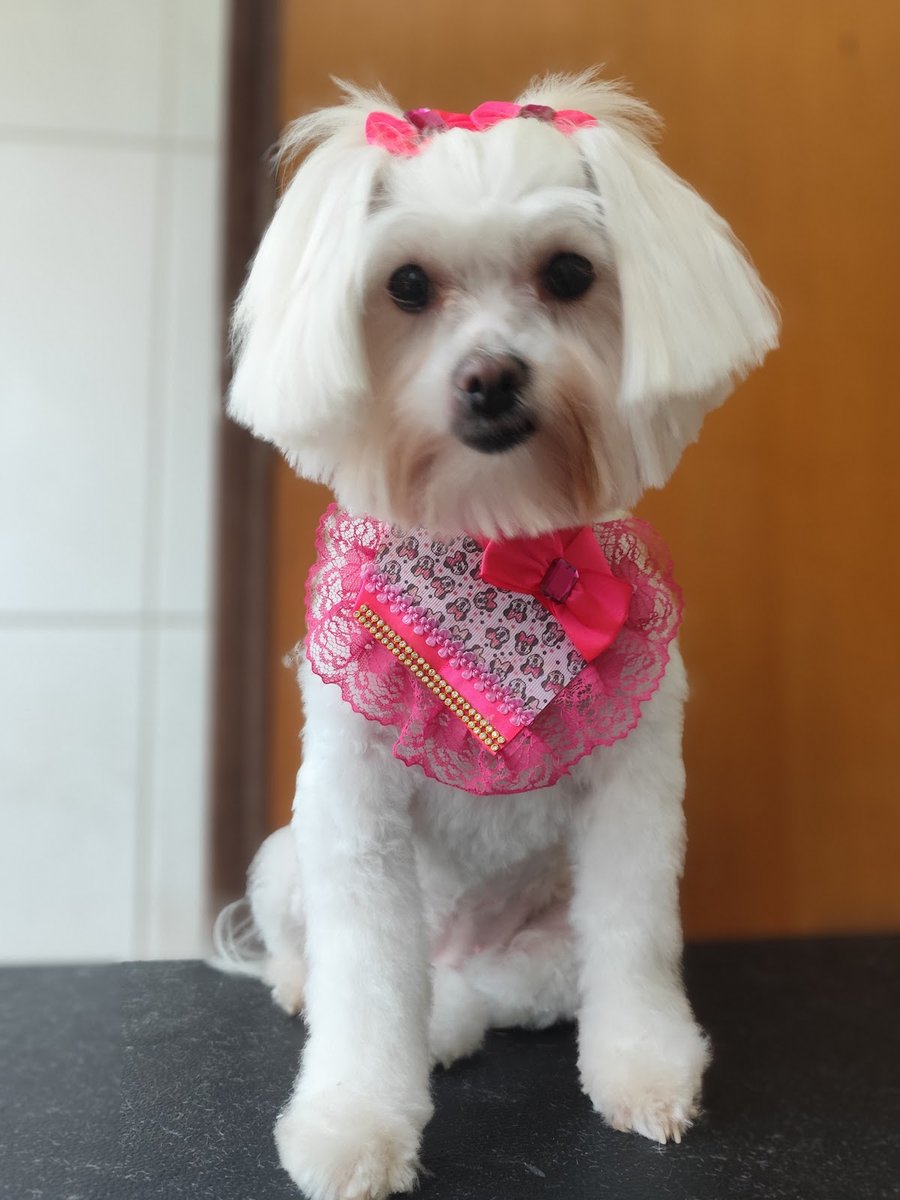 Taylane Luz - Banho e Tosa- Especialista em Tosa