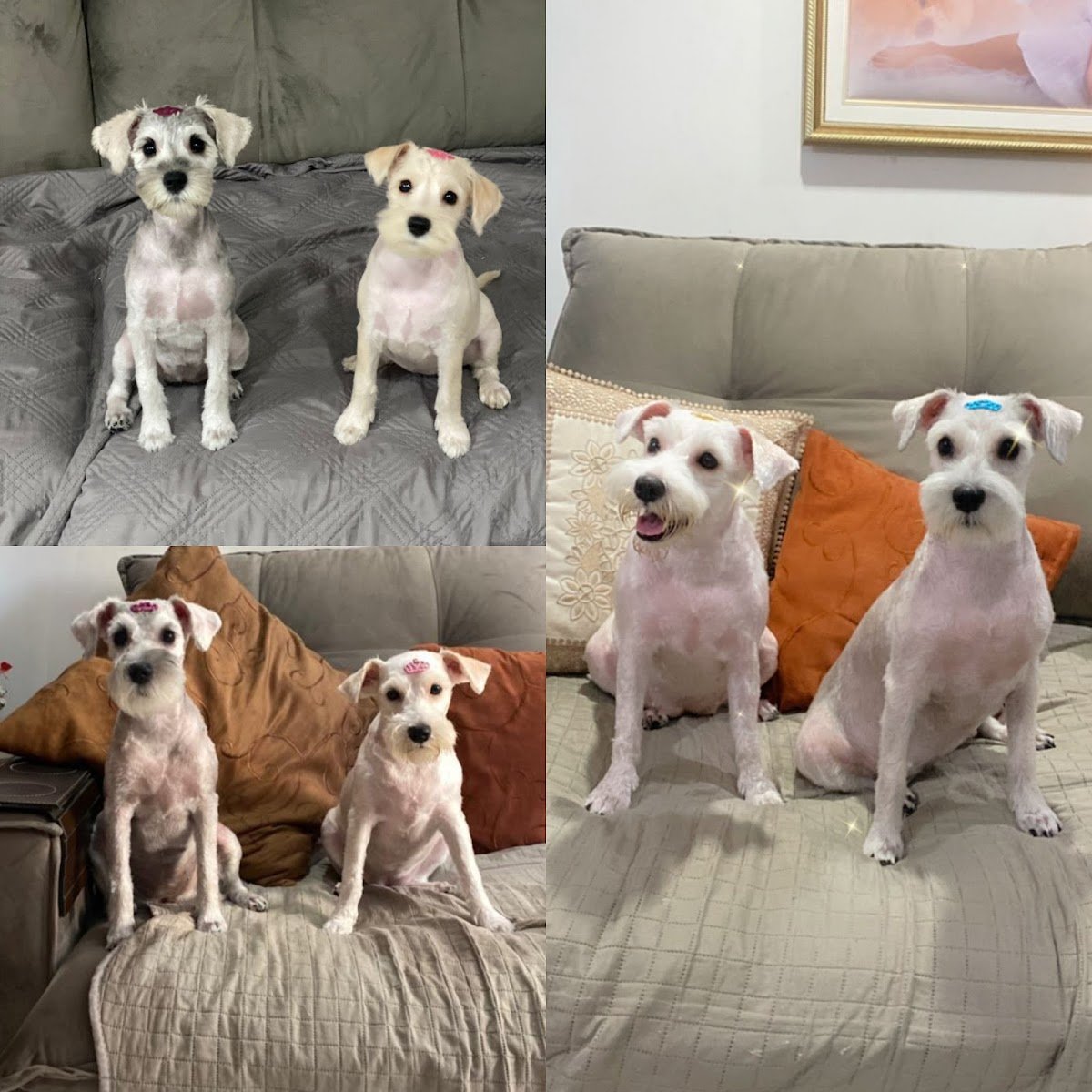 Tio Jorge banho e tosa à domicílio