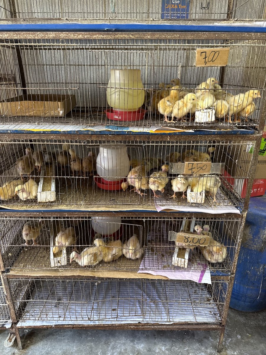 Casa dos Passarinhos