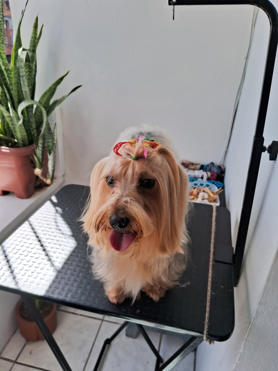 Cinthia banho e tosa a domicílio