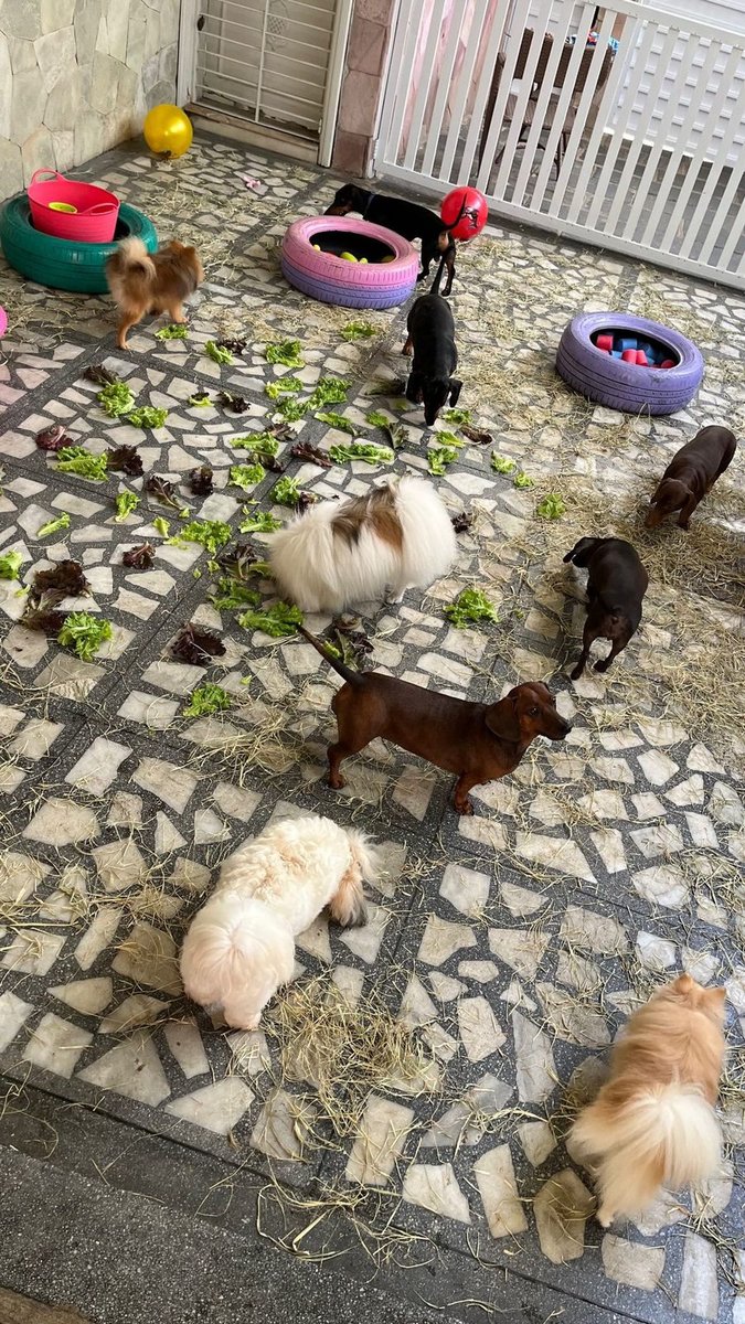 Pet Fun - Creche e Hospedagem Afetiva para Doguinhos de Pequeno Porte