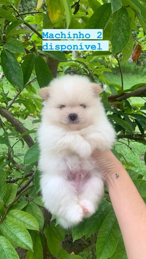 Canil em Recife - teddy babys