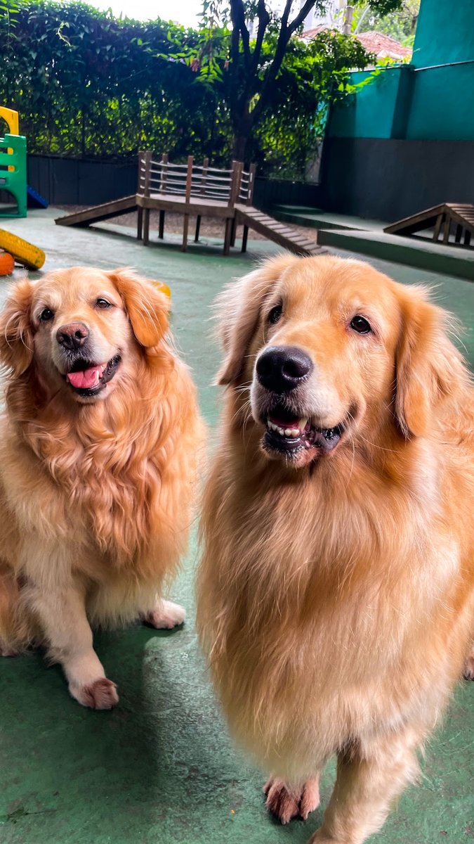 Espaço It Pet | Creche para Cães