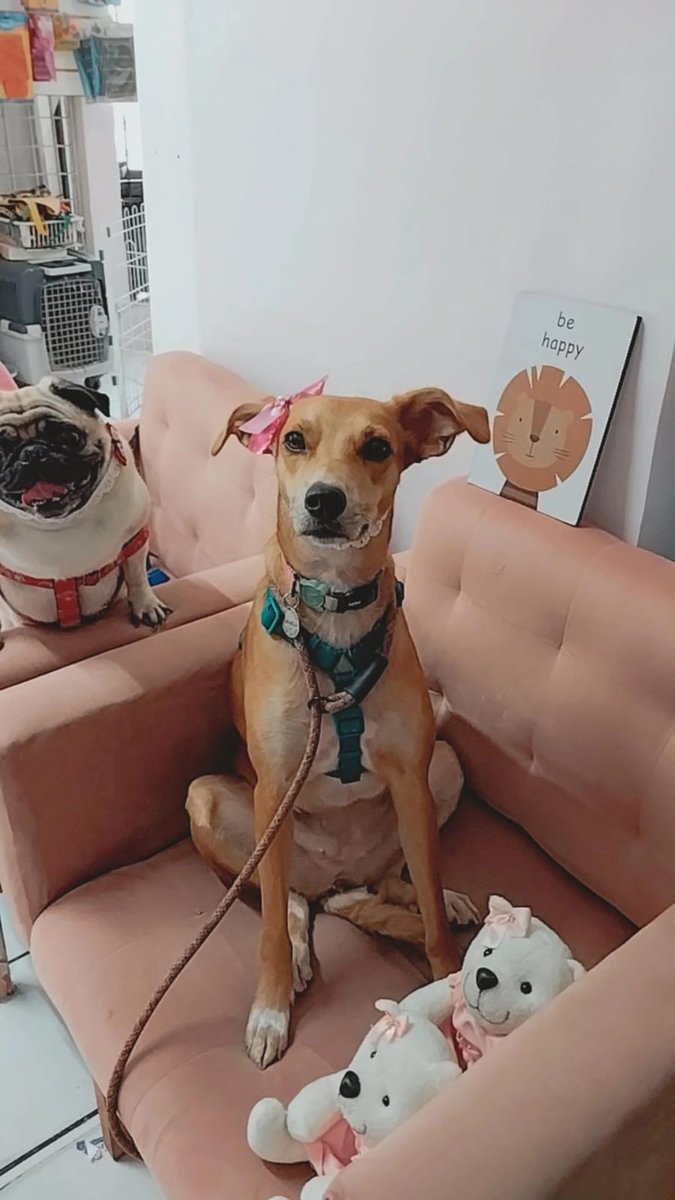 Pet da Cloe