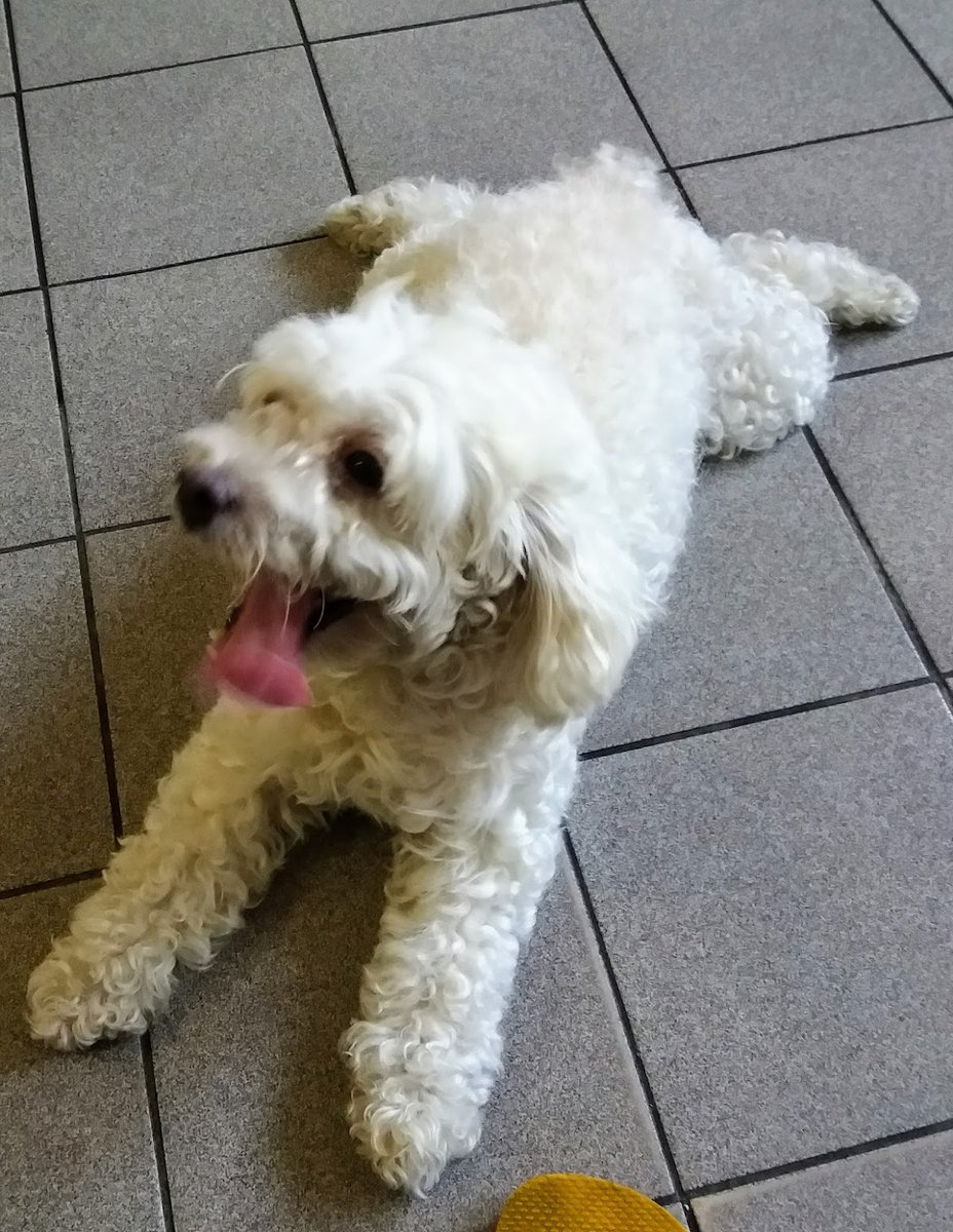 Nortvet Clínica Veterinária - Pet Shop em Recife