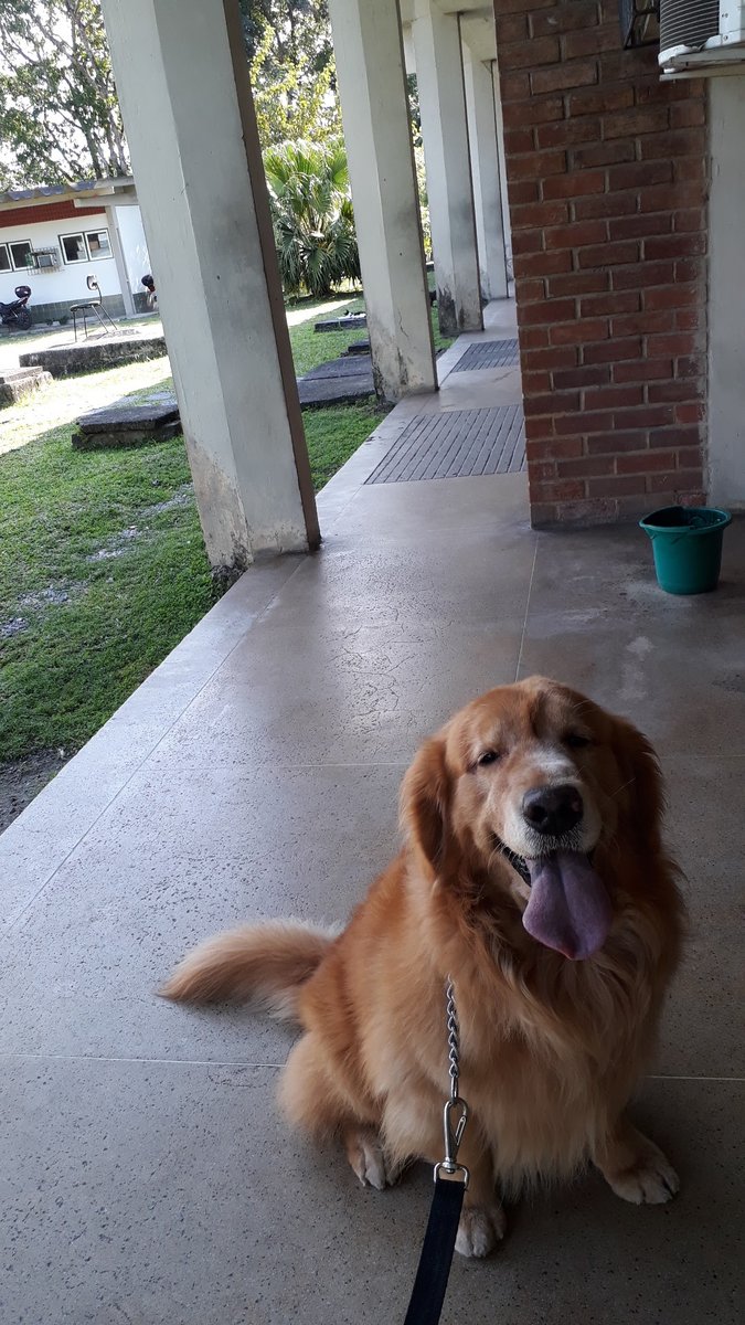 Hospital Veterinário Escola do Departamento de Medicina Veterinária da UFRPE - Pet Shop em Recife