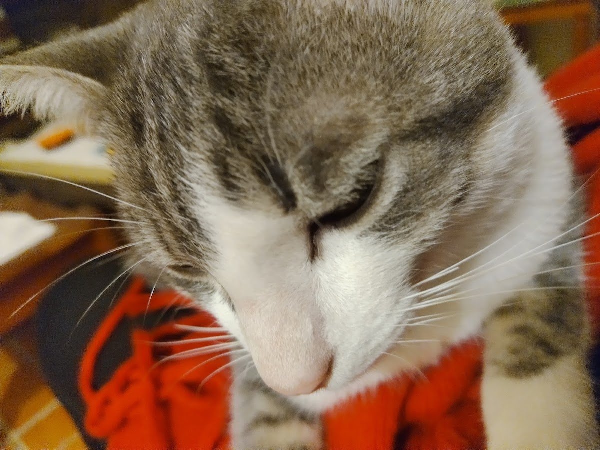 Clínica Vetfarma Pet Shop Banho e Tosa