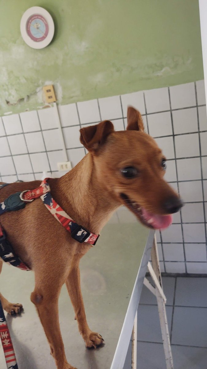 Clínica e Farmácia Veterinária da Estância - Pet Shop em Recife