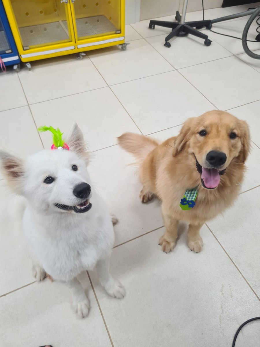 Banho e tosa - Recife - Thebestfriendpet