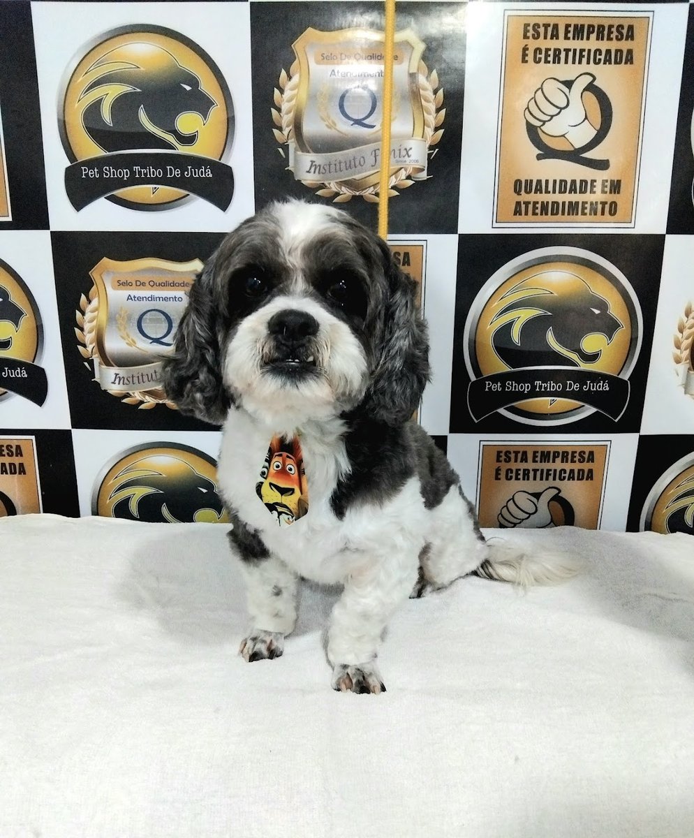 Pet Shop Tribo de Judá Banho e tosa