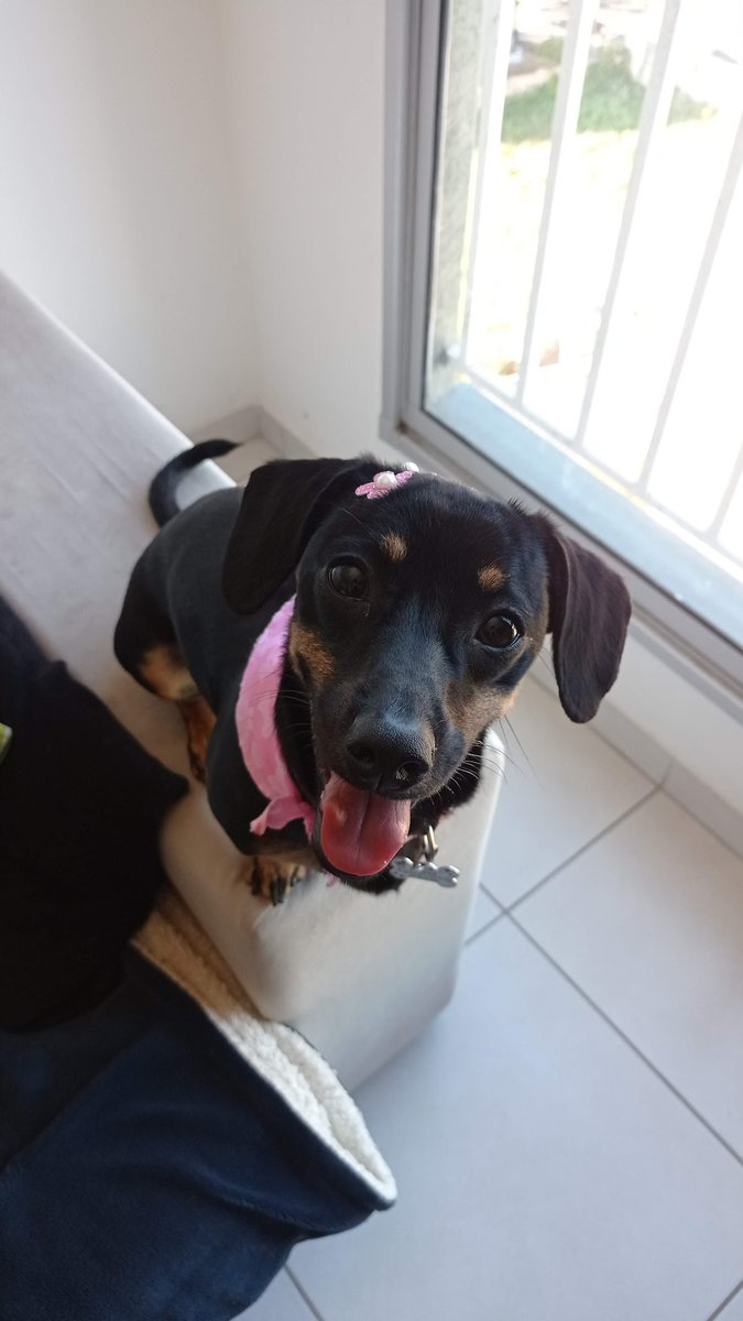 Banho e Tosa Karen Buaes