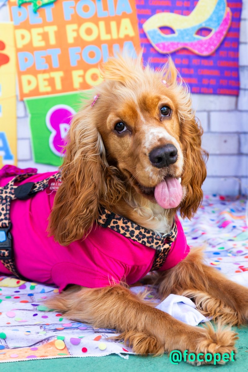 Clínica Veterinária Vital Vet