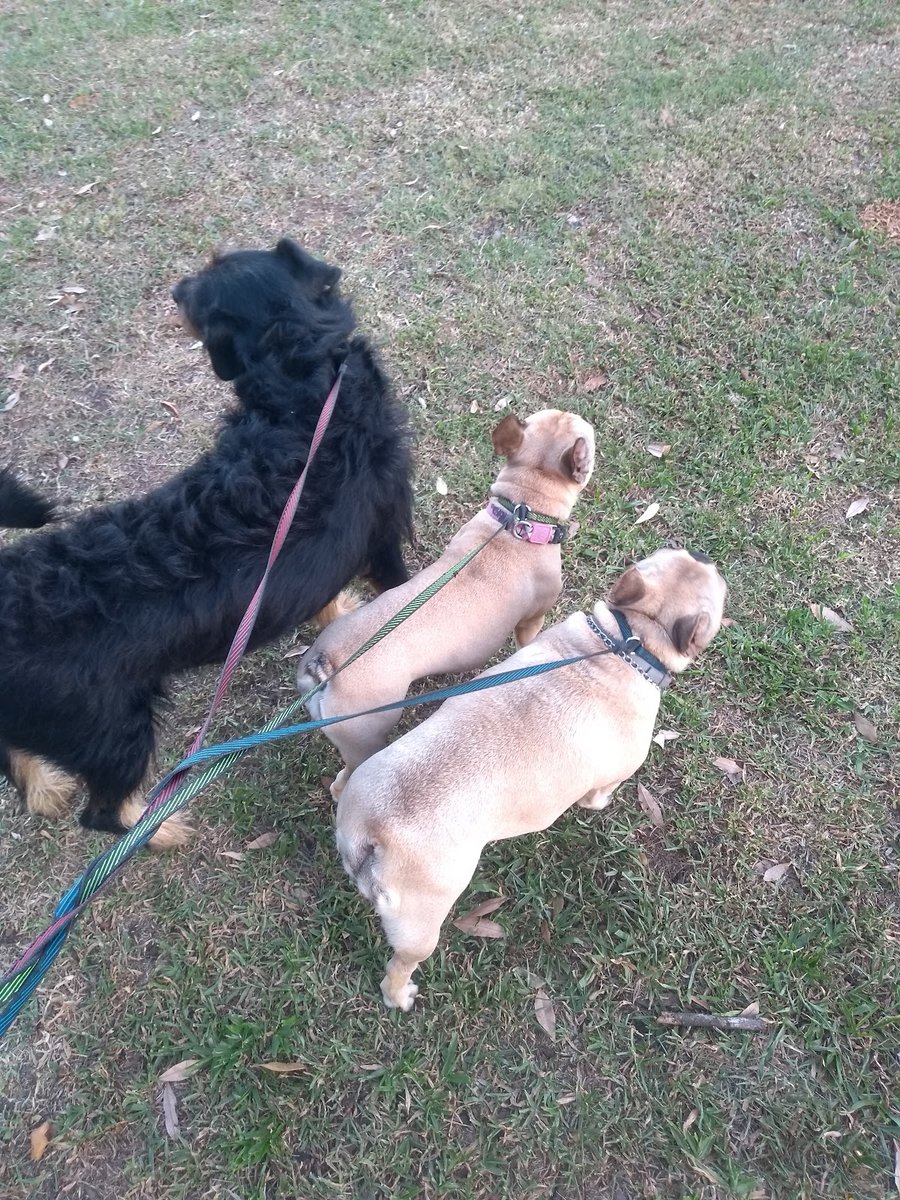 Pet Caring - Passeios e Hospedagem - Pet Shop em Porto Alegre