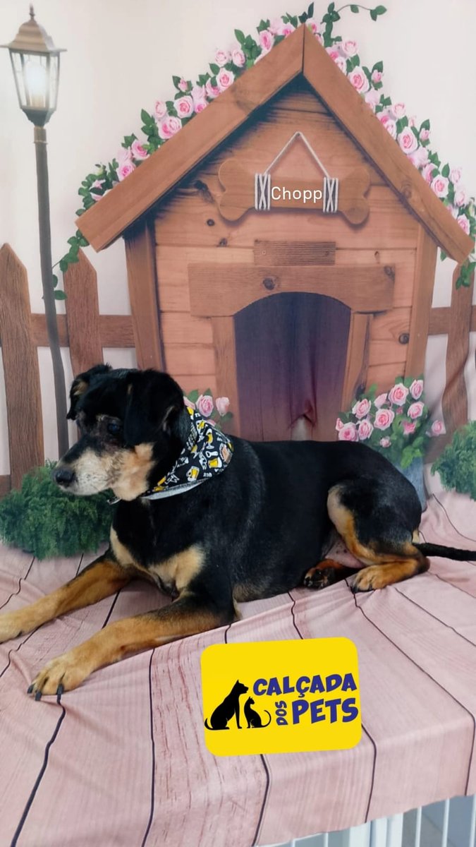Calçada dos Pets | Consultório Veterinário | Loja | Banho e Tosa - Pet Shop em Porto Alegre