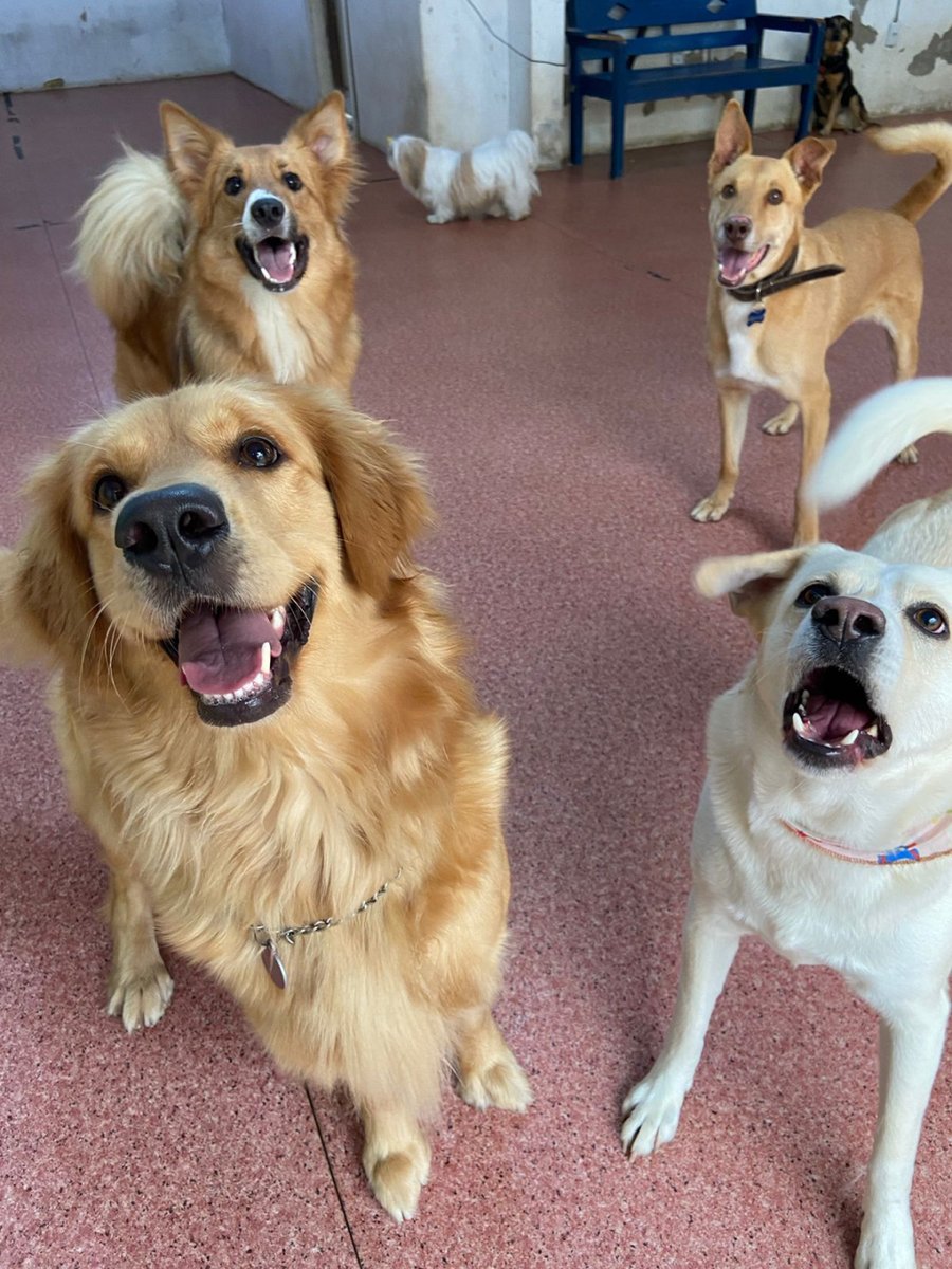 Pereira Pets: Creche e Hotel para Cães em Porto Alegre - Pet Shop em Porto Alegre