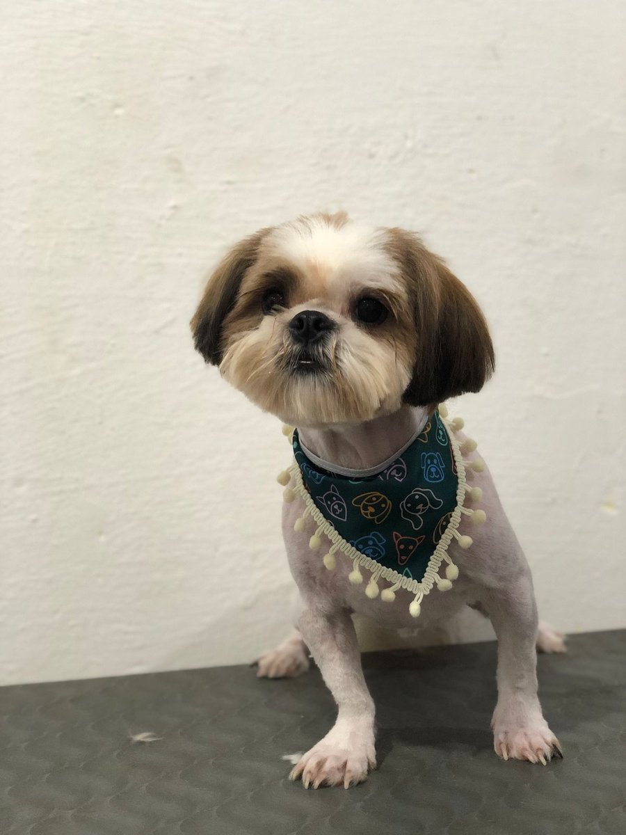 Pet shop focinho cheiroso