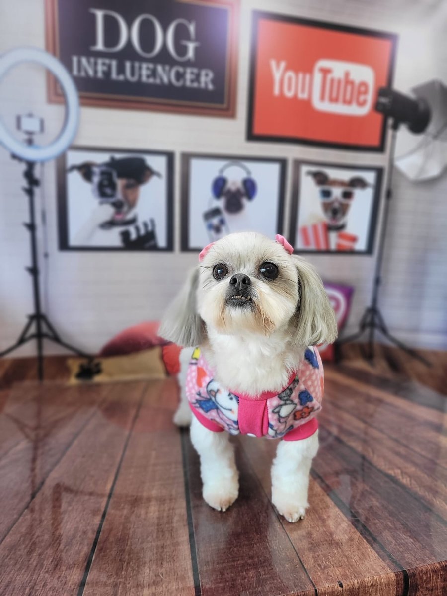 Pet da Bi Banho e Tosa - Pet Shop em Porto Alegre