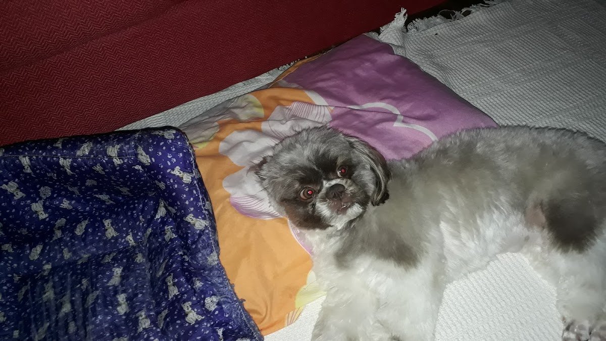 Bov & Dog - Consultório Veterinário