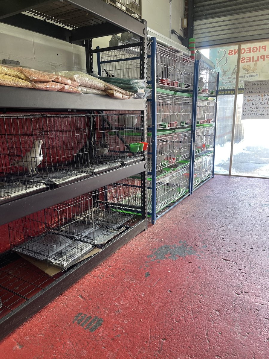 GWE'S PIGEONS AND SUPPLIES - Jamaica