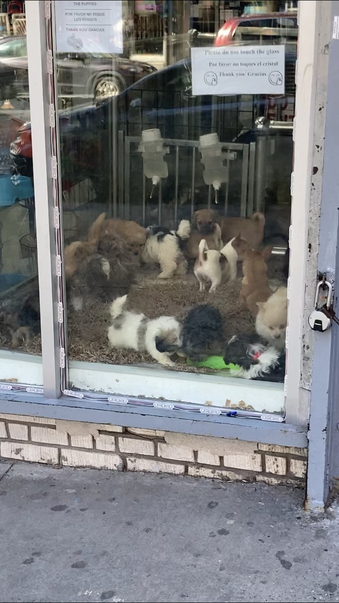 Pet Fashion & Grooming