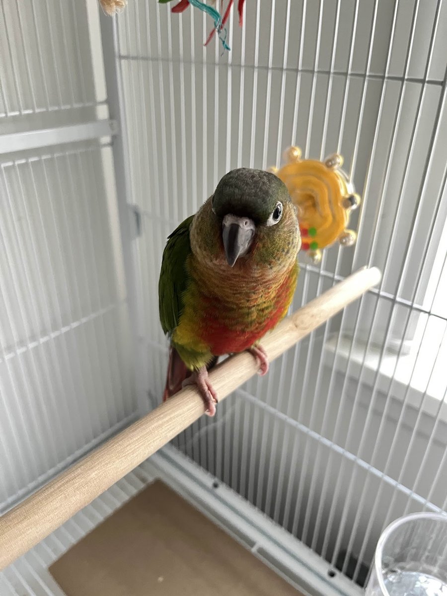 TP Birds