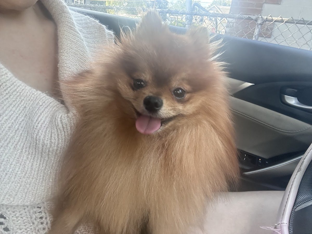 Bark N Purr - Teaneck
